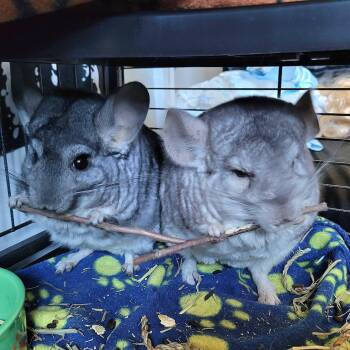Rescue Chinchilla Chinchillas for Adoption in Nantucket, Massachusetts - Fluffy And Marbles (BONDED PAIR) | PetCurious