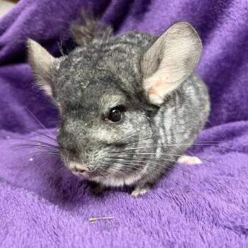Rescue Chinchilla Chinchillas for Adoption in Edinburg, Pennsylvania - Pumbaa: Video!! | PetCurious