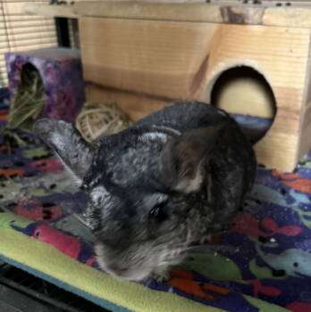 Rescue Chinchilla Chinchillas for Adoption in Aurora, Illinois - Jasper | PetCurious