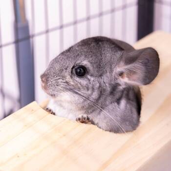 Rescue Chinchilla Chinchillas for Adoption in Mentor, Ohio - Chillamisu 11 | PetCurious