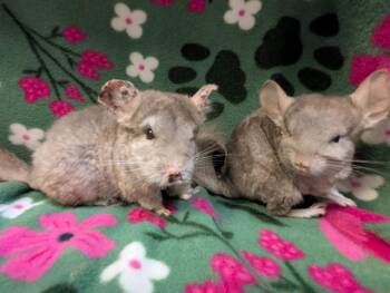Rescue Chinchilla Chinchillas for Adoption in Montclair, California - Kiwi & Mimi | PetCurious