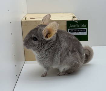 Rescue Chinchilla Chinchillas for Adoption in Sunnyvale, California - Leia | PetCurious