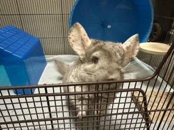Rescue Chinchilla Chinchillas for Adoption in Annapolis, Maryland - Gia | PetCurious
