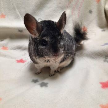 Rescue Chinchilla Chinchillas for Adoption in Montclair, California - Rover | PetCurious