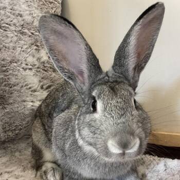Rescue Chinchilla Chinchillas for Adoption in Stokesdale, North Carolina - Ansel | PetCurious
