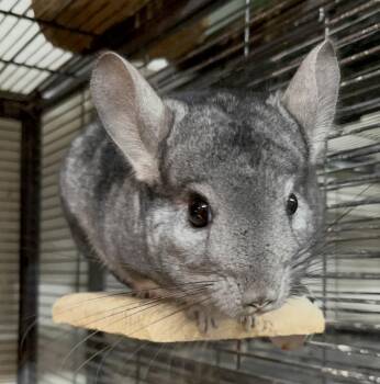 Rescue Chinchilla Chinchillas for Adoption in Wolcott, Indiana - Little Buddy | PetCurious