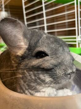 Rescue Chinchilla Chinchillas for Adoption in Eagle Mountain, Utah - Bucky | PetCurious