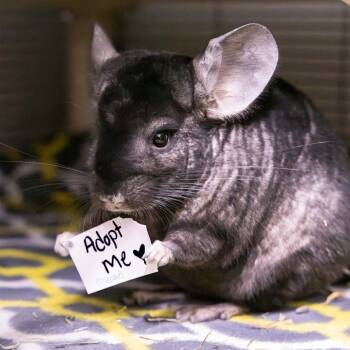 Rescue Chinchilla Chinchillas for Adoption in Mentor, Ohio - Chinchillin 19 | PetCurious