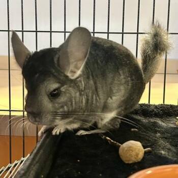 Rescue Chinchilla Chinchillas for Adoption in Lansing, Michigan - Ethel | PetCurious