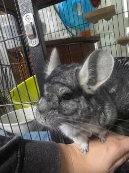Rescue Chinchilla Chinchillas for Adoption in Crystal Lake, Illinois - Koga | PetCurious