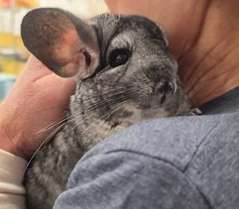 Rescue Chinchilla Chinchillas for Adoption in San Diego, California - Ms Honey (bonded To Mathilde) | PetCurious