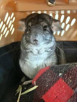 Rescue Chinchilla Chinchillas for Adoption in Frankton, Indiana - Mary J. Blige | PetCurious