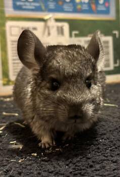 Rescue Chinchilla Chinchillas for Adoption in Annapolis, Maryland - Squeegee (w/Duster) | PetCurious