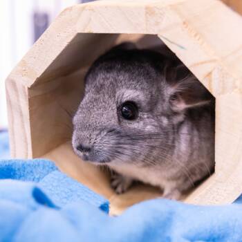 Rescue Chinchilla Chinchillas for Adoption in Mentor, Ohio - Chinamon Roll 21 | PetCurious