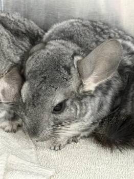 Rescue Chinchilla Chinchillas for Adoption - BLUEY | PetCurious