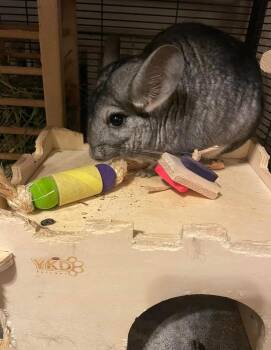 Rescue Chinchilla Chinchillas for Adoption - Stella | PetCurious