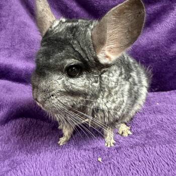 Rescue Chinchilla Chinchillas for Adoption in Edinburg, Pennsylvania - Timon: Video!! | PetCurious