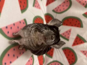 Rescue Chinchilla Chinchillas for Adoption in Howell Township, New Jersey - Rosie | PetCurious