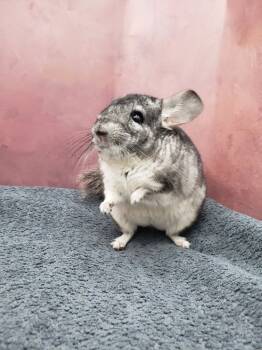 Rescue Chinchilla Chinchillas for Adoption in Eagle Mountain, Utah - Swiffer | PetCurious