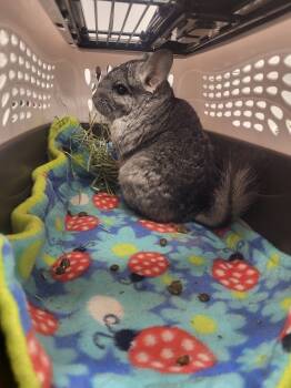 Rescue Chinchilla Chinchillas for Adoption in Crystal Lake, Illinois - Blaine | PetCurious