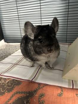 Rescue Chinchilla Chinchillas for Adoption in Edgewood, Maryland - Jerry | PetCurious