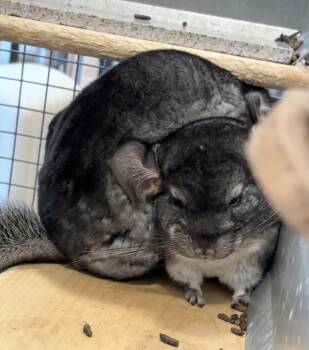 Rescue Chinchilla Chinchillas for Adoption in Wolcott, Indiana - Aramice | PetCurious