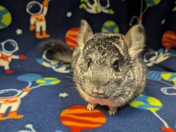 Rescue Chinchilla Chinchillas for Adoption in Montclair, California - Winky | PetCurious