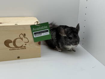 Rescue Chinchilla Chinchillas for Adoption in Sunnyvale, California - Bubbles | PetCurious