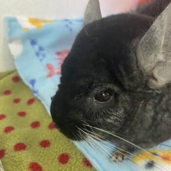 Rescue Chinchilla Chinchillas for Adoption in Dover, New Hampshire - Baxter | PetCurious