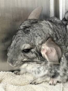 Rescue Chinchilla Chinchillas for Adoption - OLLIE | PetCurious