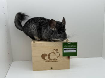 Rescue Chinchilla Chinchillas for Adoption in Sunnyvale, California - Lychee | PetCurious