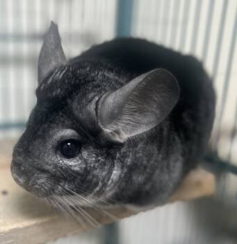 Rescue Chinchilla Chinchillas for Adoption in Novato, California - Dumpling | PetCurious