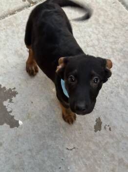German Shepherd Dog Dogs Available for Adoption in Tucson, Arizona - Poseidon | PetCurious
