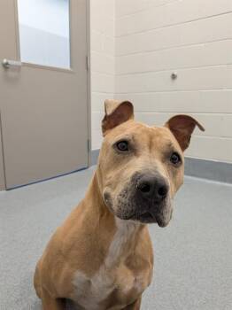 WALNUT -  American Staffordshire Terrier Dog for Adoption in Indianapolis, Indiana - WALNUT | PetCurious