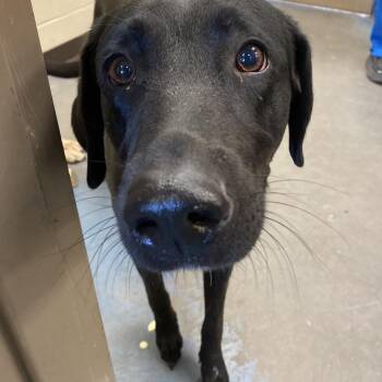 Lady -  Mixed Breed Dog for Adoption in Memphis, Tennessee - Lady | PetCurious