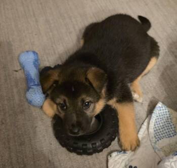 Ember -  Husky and German Shepherd Dog Dog for Adoption in West Richland, Washington - Ember | PetCurious