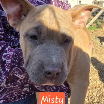 Rescue Shar Pei and Feist Dogs for Adoption in Lenoir, North Carolina - Misty (Coopers Corner) | PetCurious
