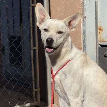 Rescue Labrador Retriever and Mixed Breed Dogs for Adoption in Sand Springs, Oklahoma - Kalhua | PetCurious