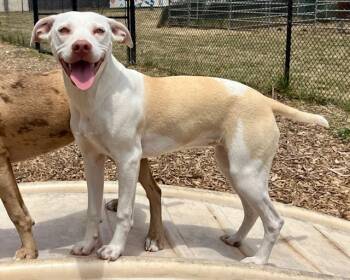 Rescue Catahoula Leopard Dog and Mixed Breed Dogs for Adoption in Santa Cruz, California - ALEXANDRA* | PetCurious