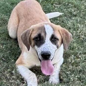 SWEET PEA -  Anatolian Shepherd Dog for Adoption in Quitman, Texas - SWEET PEA | PetCurious