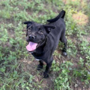 Totino -  German Shepherd Dog Dog for Adoption in Allentown, Pennsylvania - Totino | PetCurious