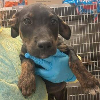 Black Mouth Cur and Mixed Breed Dogs Available for Adoption in Bastrop, Texas - Peanut 26-05-181 | PetCurious