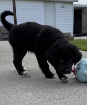 Labrador Retriever and Mixed Breed Dogs Available for Adoption in Aurora, Indiana - Connecticut : Kent | PetCurious