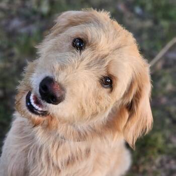 Blakely so il -  Goldendoodle Dog for Adoption in Shiloh, Illinois - Blakely So Il | PetCurious