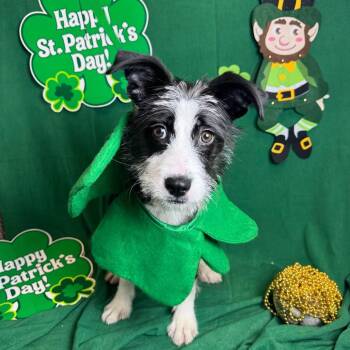 Terrier Dogs Available for Adoption in Fresno, California - Stormi | PetCurious