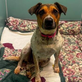 Annie -  Mixed Breed Dog for Adoption in Winston-salem, North Carolina - Annie | PetCurious