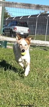 Rescue Australian Cattle Dog Blue Heeler Dogs for Adoption in Shelbyville, Kentucky - Sundance | PetCurious