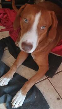 Beagle Dogs Available for Adoption - Sam | PetCurious