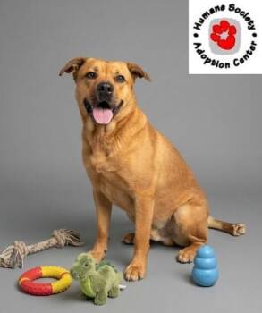 Zippy -  Mountain Cur Dog for Adoption in Monroe, Louisiana - Zippy | PetCurious
