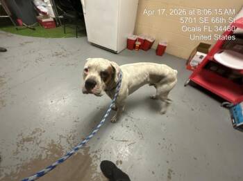 Boxer Dogs Available for Adoption in Ocala, Florida - OLAF | PetCurious